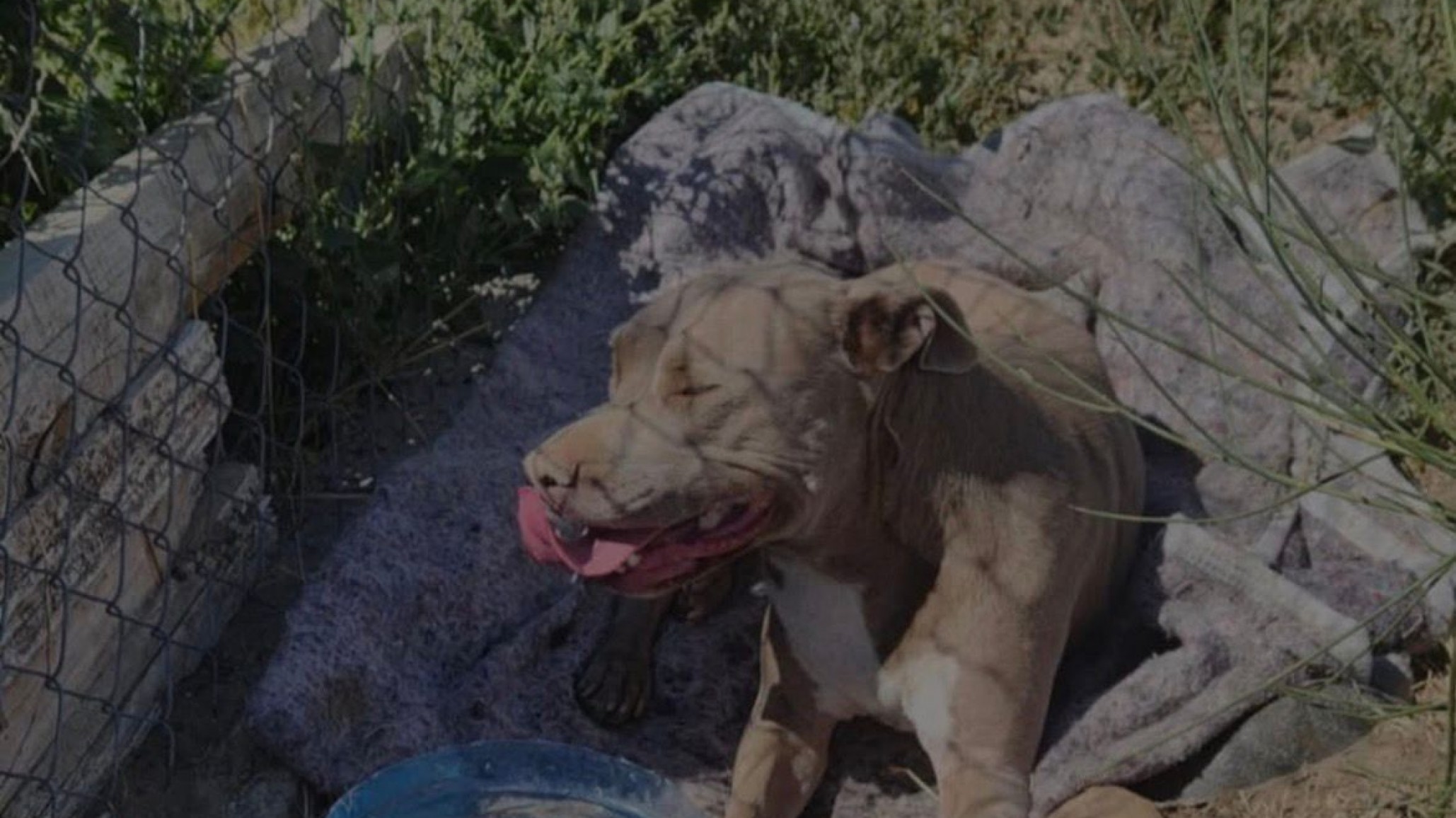 Encontraron a una perra herida y abandonada en un camino de Cañadón Las Leñas