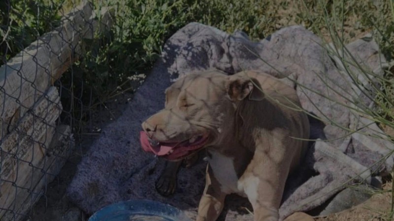 Encontraron a una perra herida y abandonada en un camino de Cañadón Las Leñas