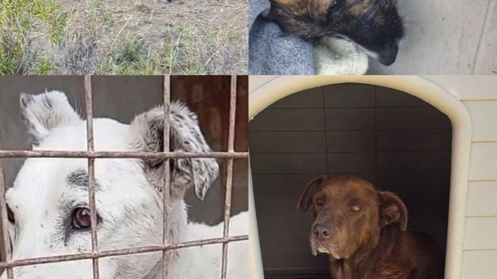 Confirmaron fechas para audiencias por casos de maltrato animal en Comodoro y Rada Tilly