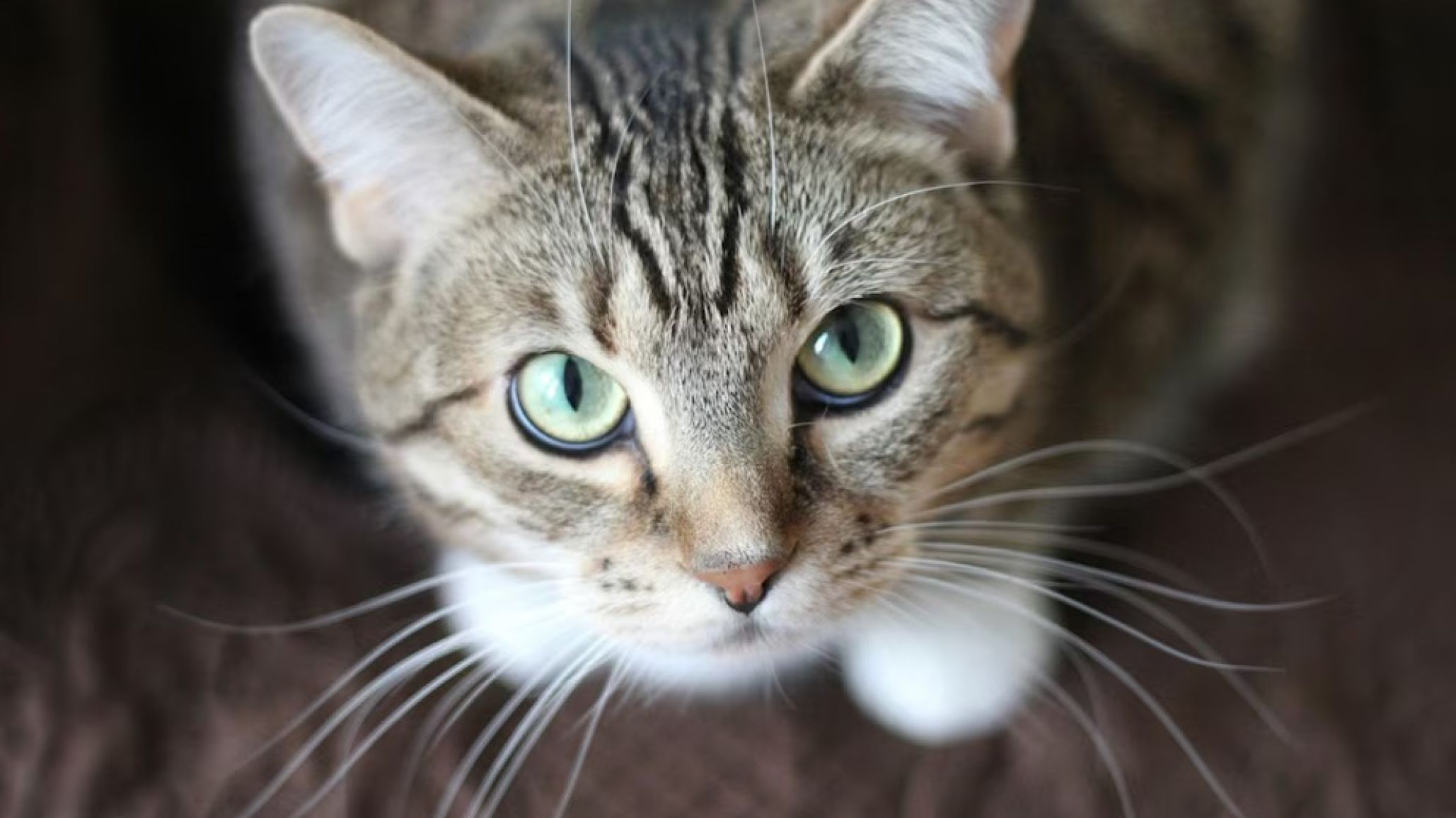 Confirman la expansión de un hongo que se transmite de gatos a humanos y preocupa a la región