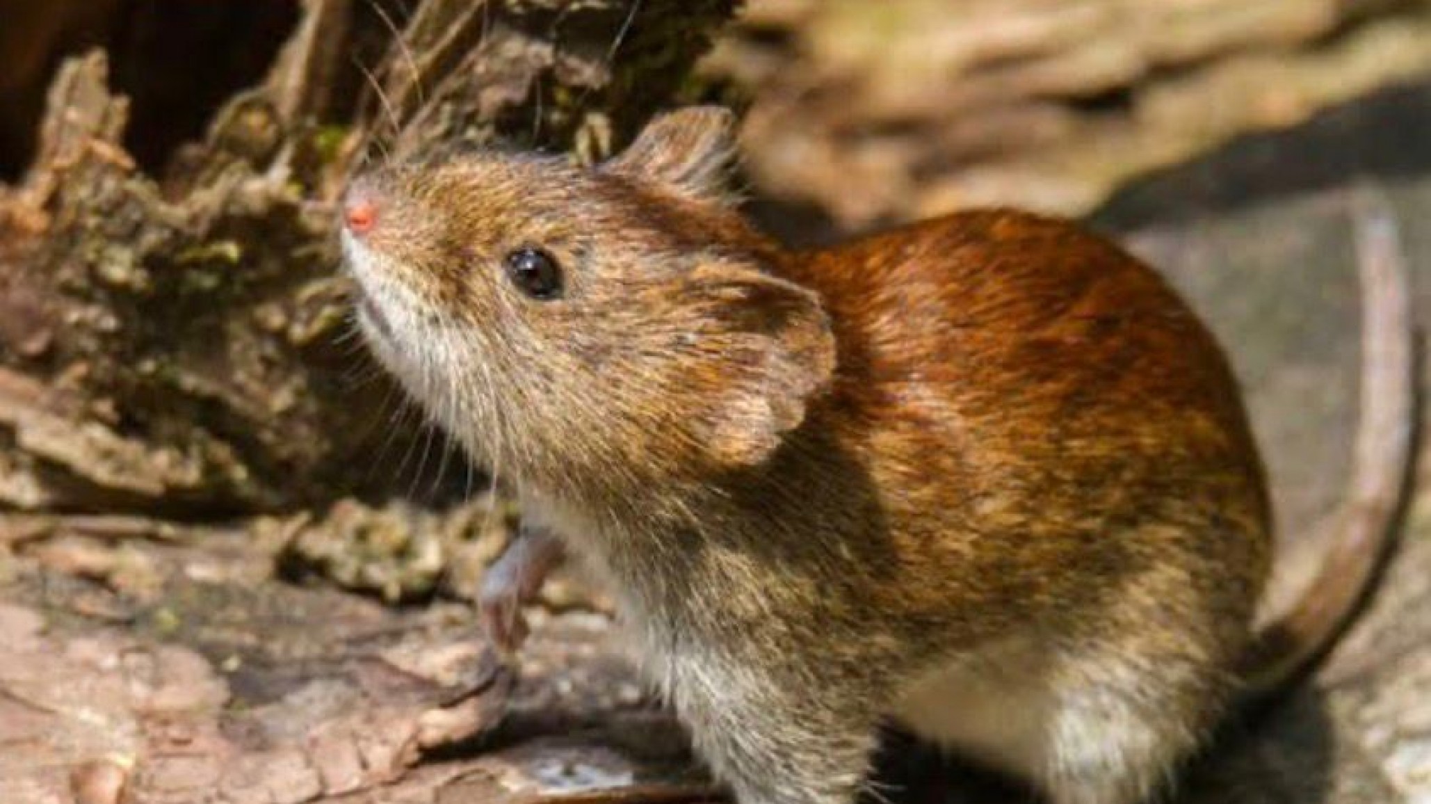Detectarón un caso de hantavirus en Corcovado y aislaron a 16 personas