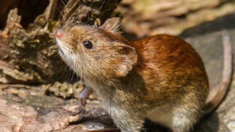 Detectarón un caso de hantavirus en Corcovado y aislaron a 16 personas