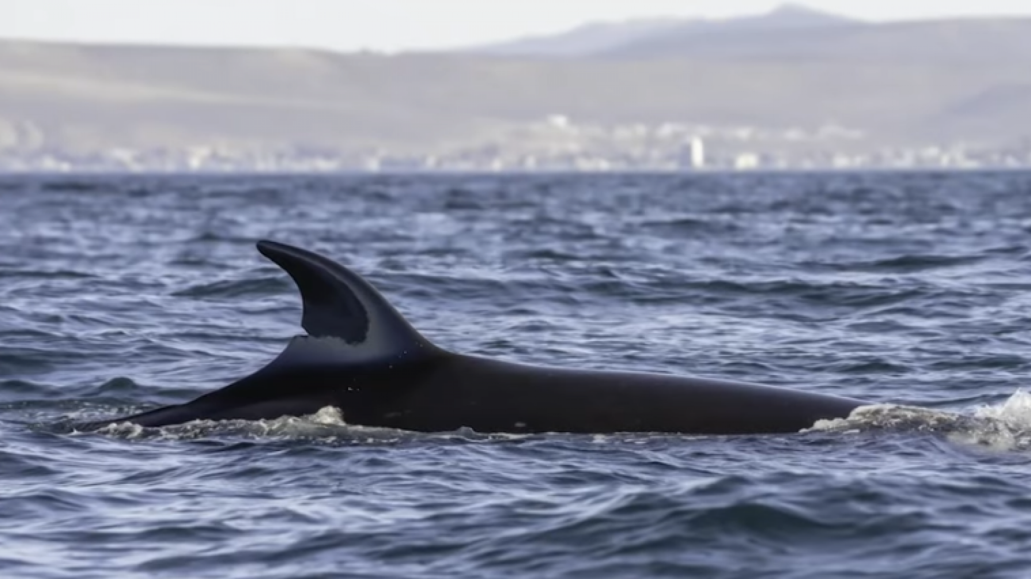 Comenzó la temporada de ballena sei en el Golfo San Jorge