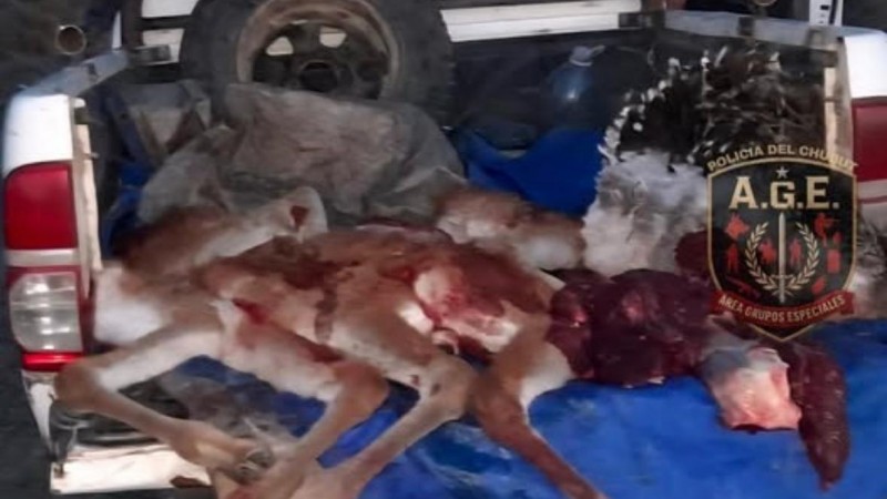 Secuestraron carne de guanaco y un ñandú durante un control en rutas provinciales