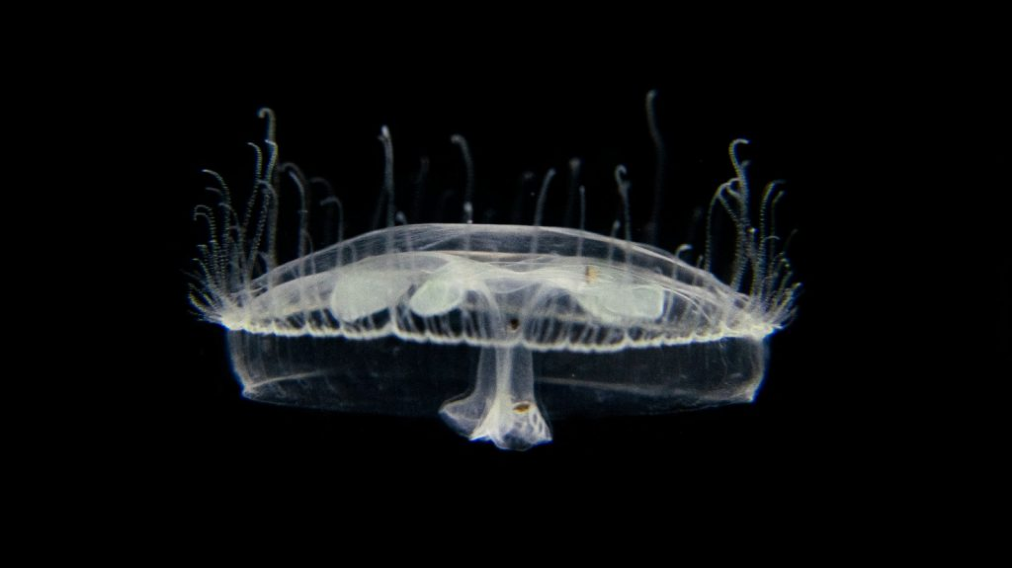 Detectaron por primera vez medusas de agua dulce en el Parque Nacional Nahuel Huapi