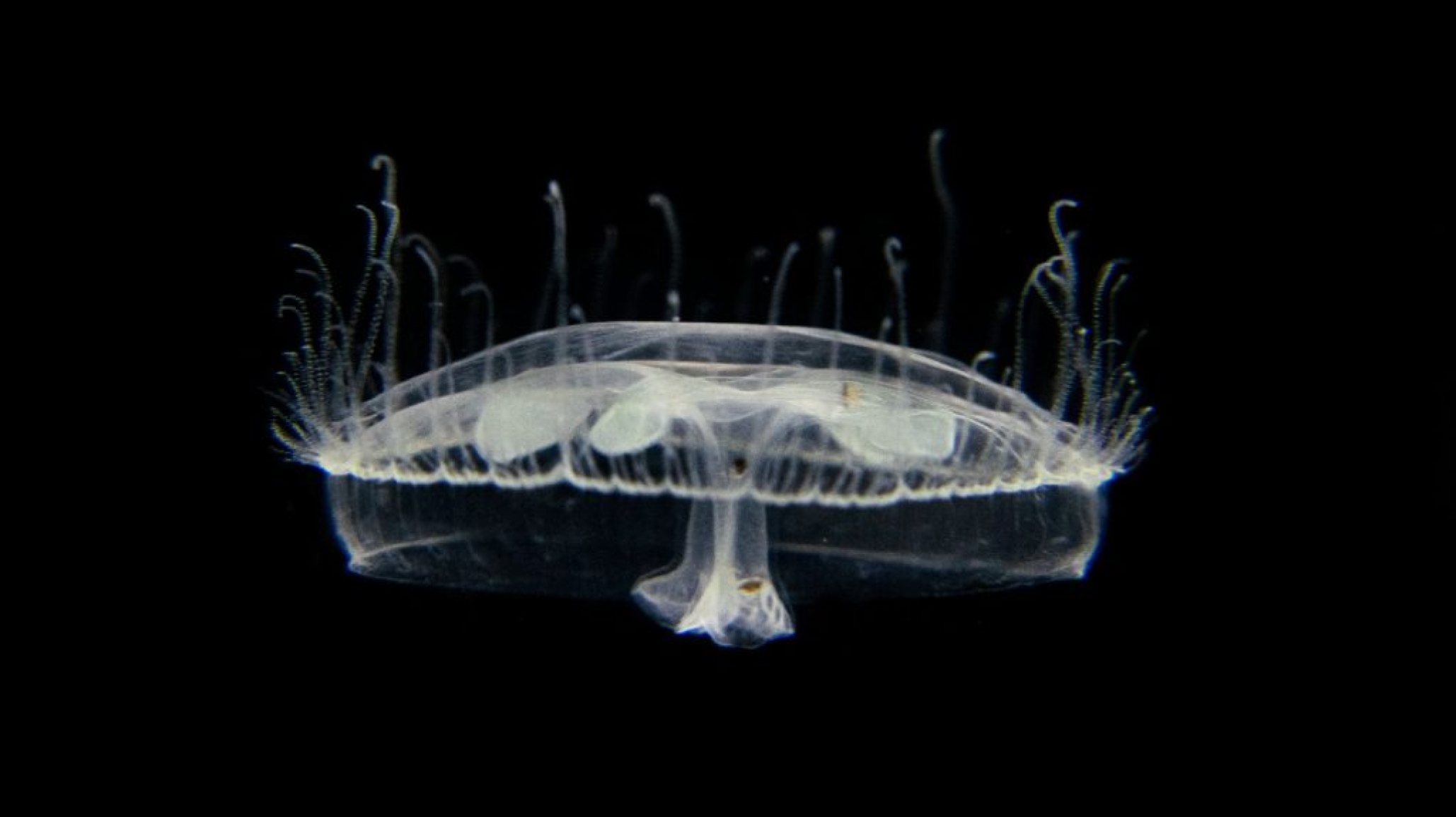 Detectaron por primera vez medusas de agua dulce en el Parque Nacional Nahuel Huapi