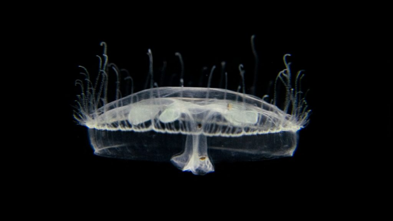 Detectaron por primera vez medusas de agua dulce en el Parque Nacional Nahuel Huapi