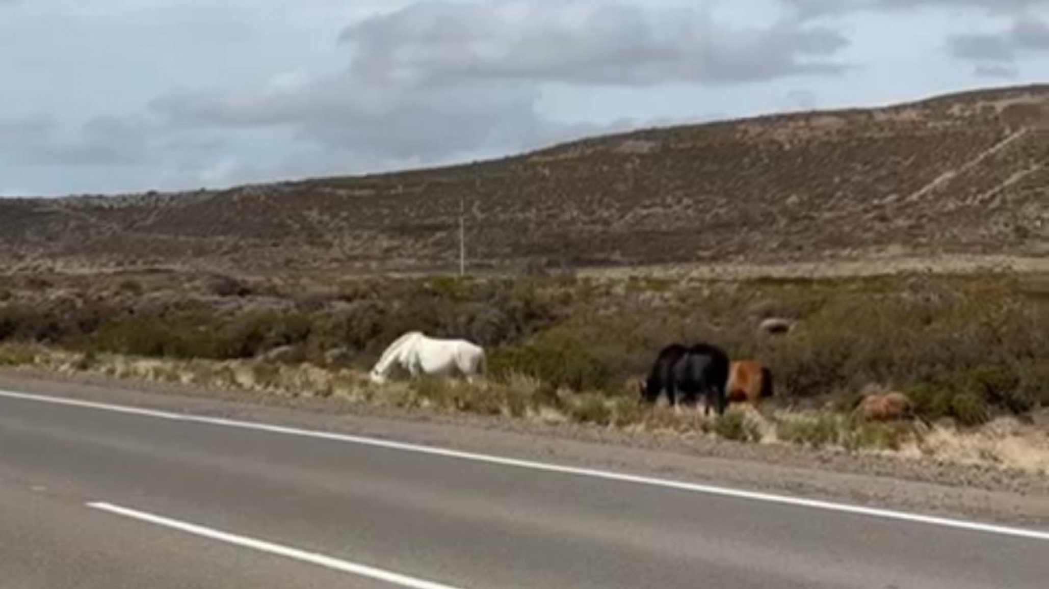 Vecinos de Diadema advierten por caballos sueltos en la Ruta 39: "Es constante y todavía no hay solución"
