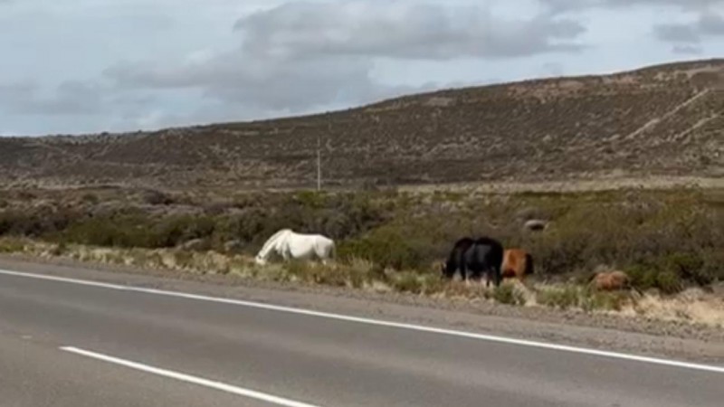 Vecinos de Diadema advierten por caballos sueltos en la Ruta 39: "Es constante y todavía no hay solución"