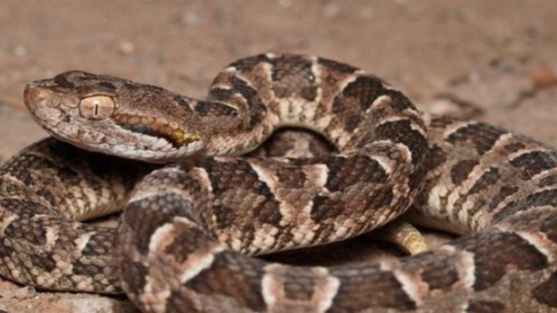 Peligro en Palazzo: una yarará ñata mordió a una mascota