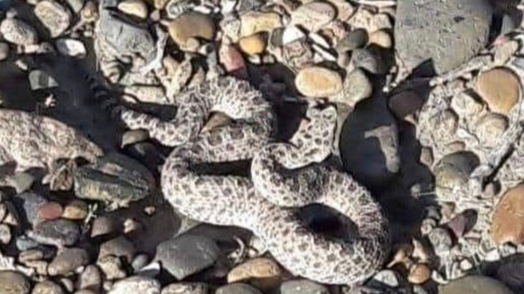 Peligro en Palazzo: una yarará ñata mordió a una mascota