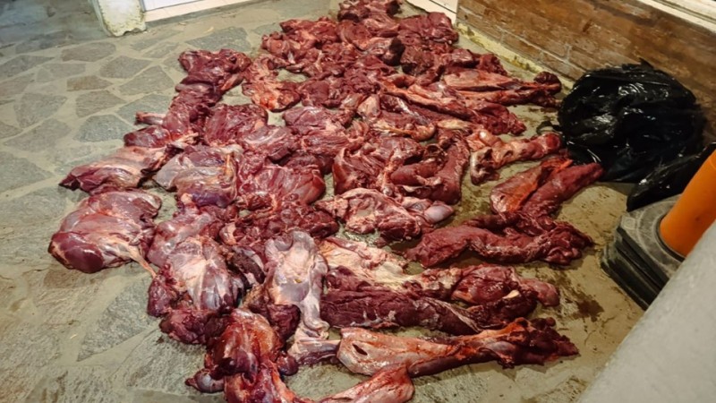 Chubut: Detectaron olores en un auto y hallaron un cargamento de guanacos