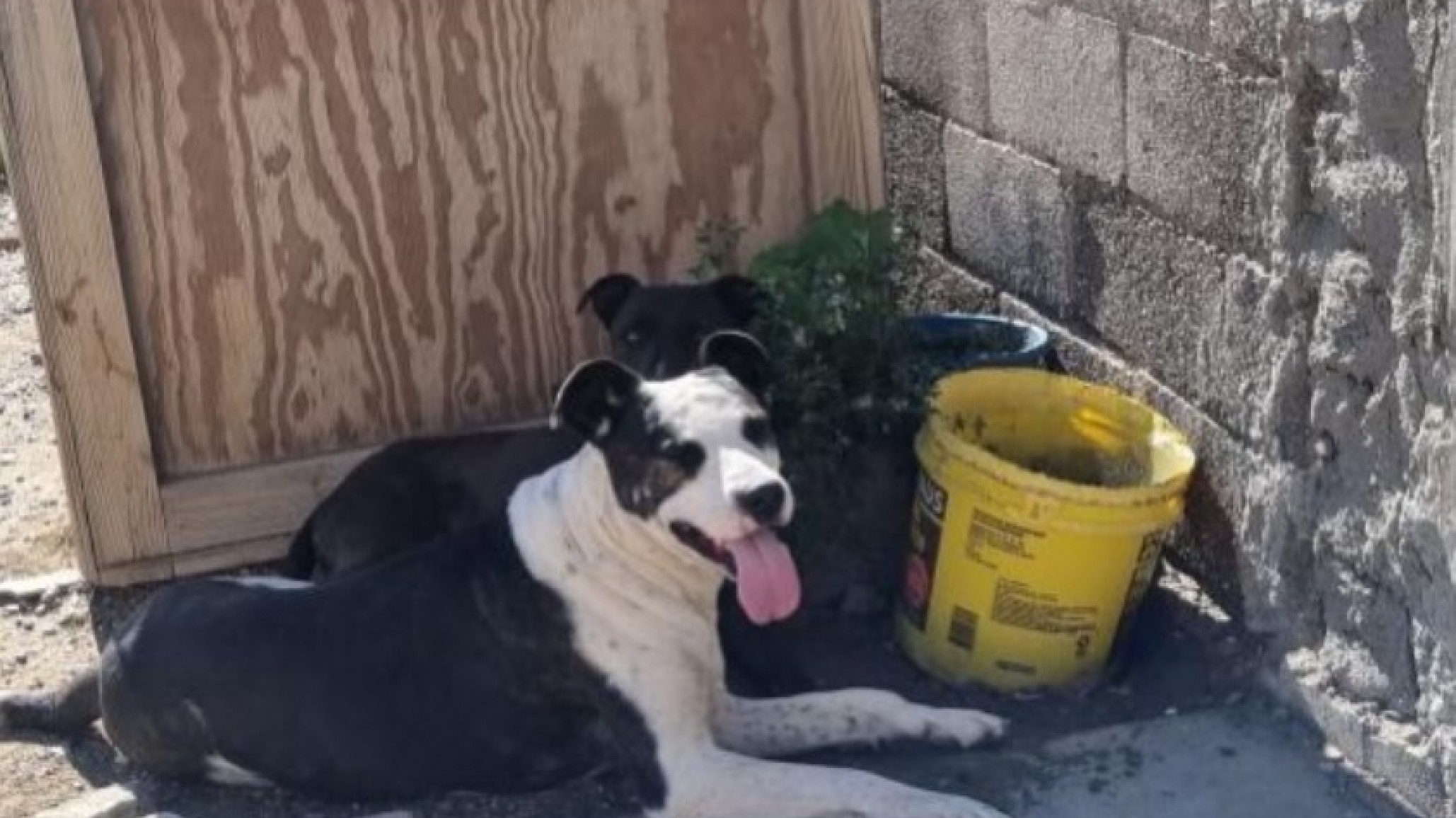 "Su dueño no los quiere": buscan adopción para dos perros rescatados en Sismográfica