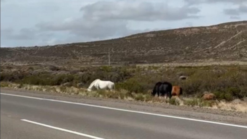 Caballos sueltos: el Municipio coordina con la Policía un plan para aplicar la ordenanza