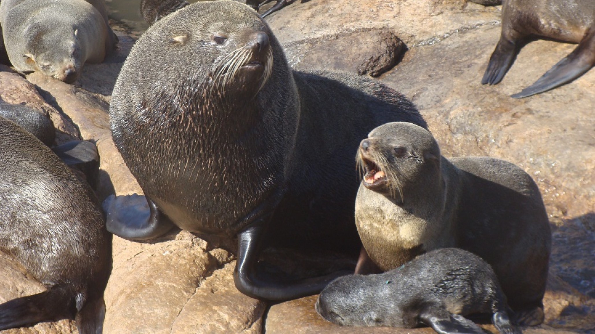Un estudio revela cómo la caza comercial modificó la presencia de lobos marinos en Chubut