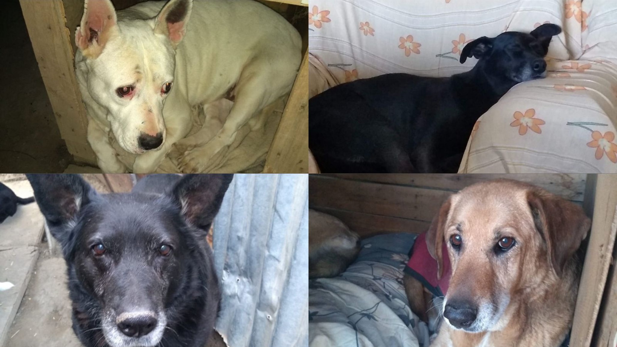 Un rescatista pide ayuda para saldar una deuda veterinaria y continuar asistiendo a perros abandonados