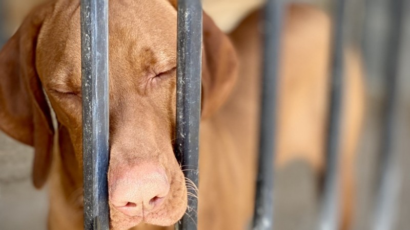 Caso "Chocolate": Investigan a una mujer por la crueldad extrema contra su perro labrador en Km. 5