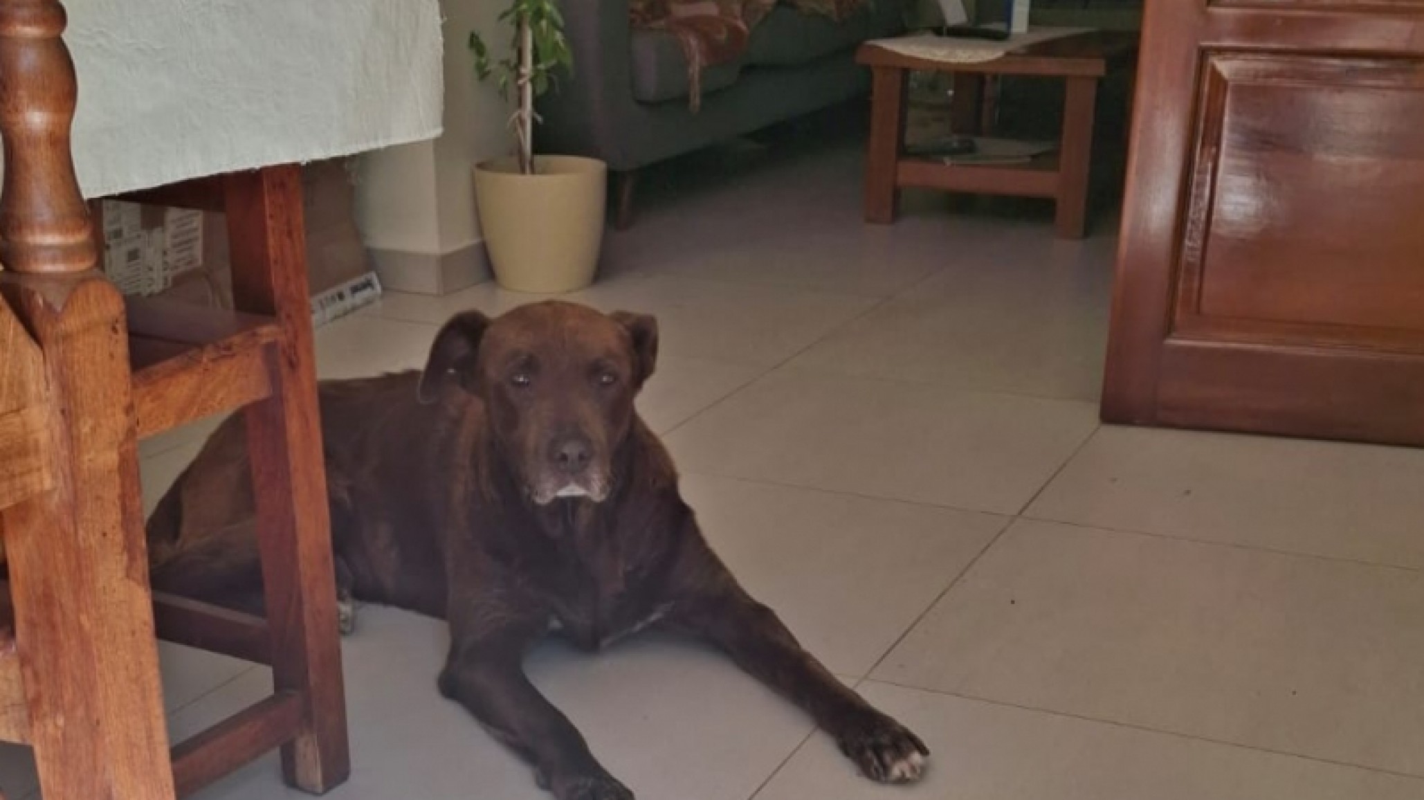 Investigan un caso de maltrato animal tras el rescate de un perro en Km. 5