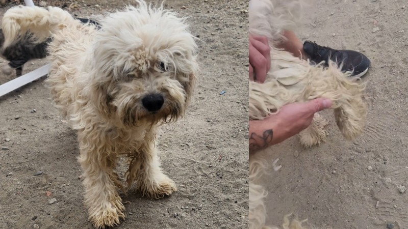 Una pata rota y un corazón de oro: Una emprendedora de Comodoro realiza una rifa para salvar a un perro abandonado