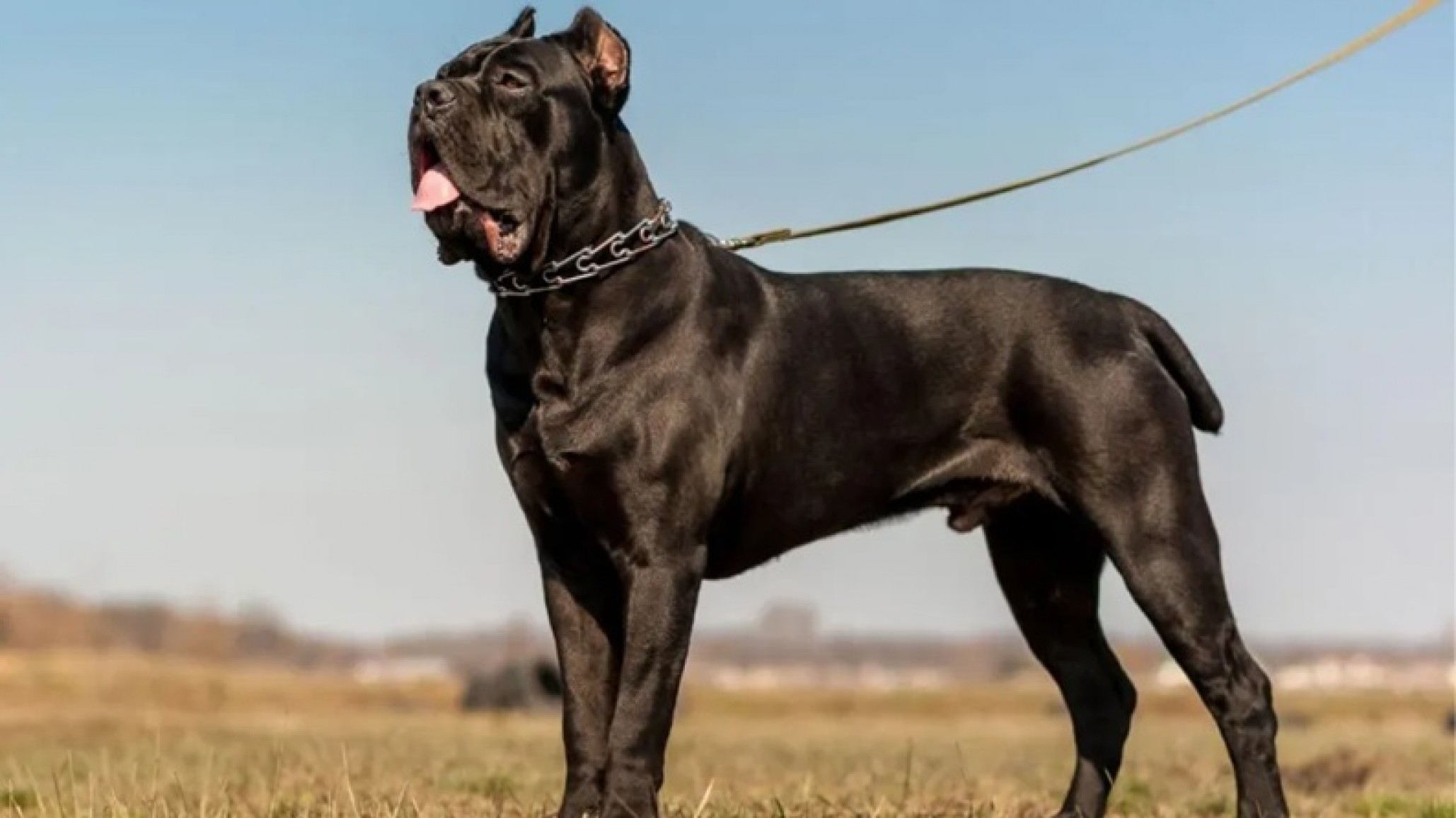 Una familia imputada por el ataque de una perra Cane Corso a un niño de 6 años