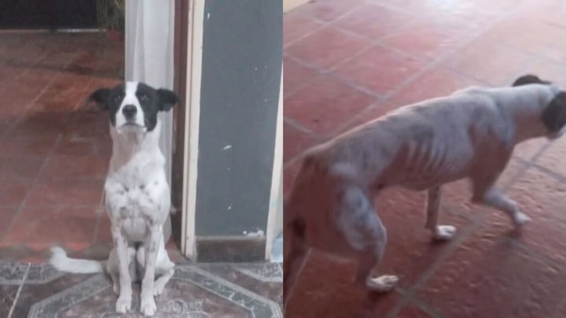 Berazategui: Una jubilada puso en adopción a su perra por falta de dinero y la ayuda de la gente evitó la separación