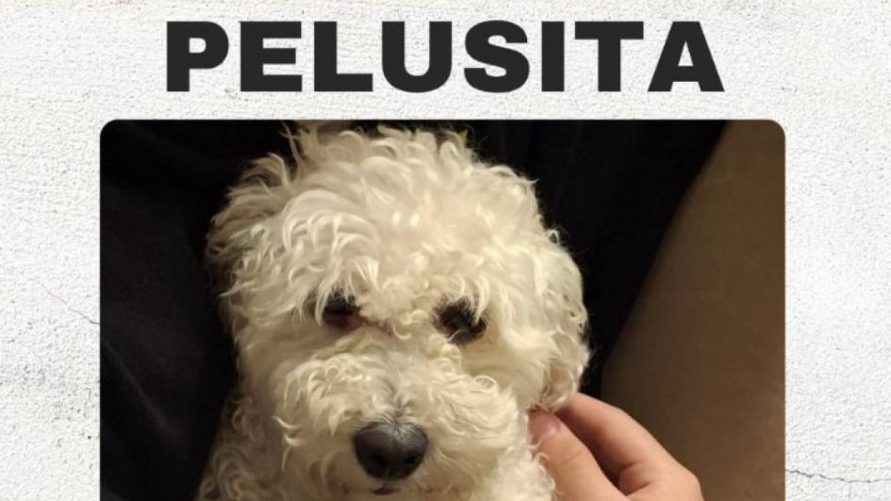 Buscan desesperadamente a "Pelu": piden ayuda para encontrarla en zona norte