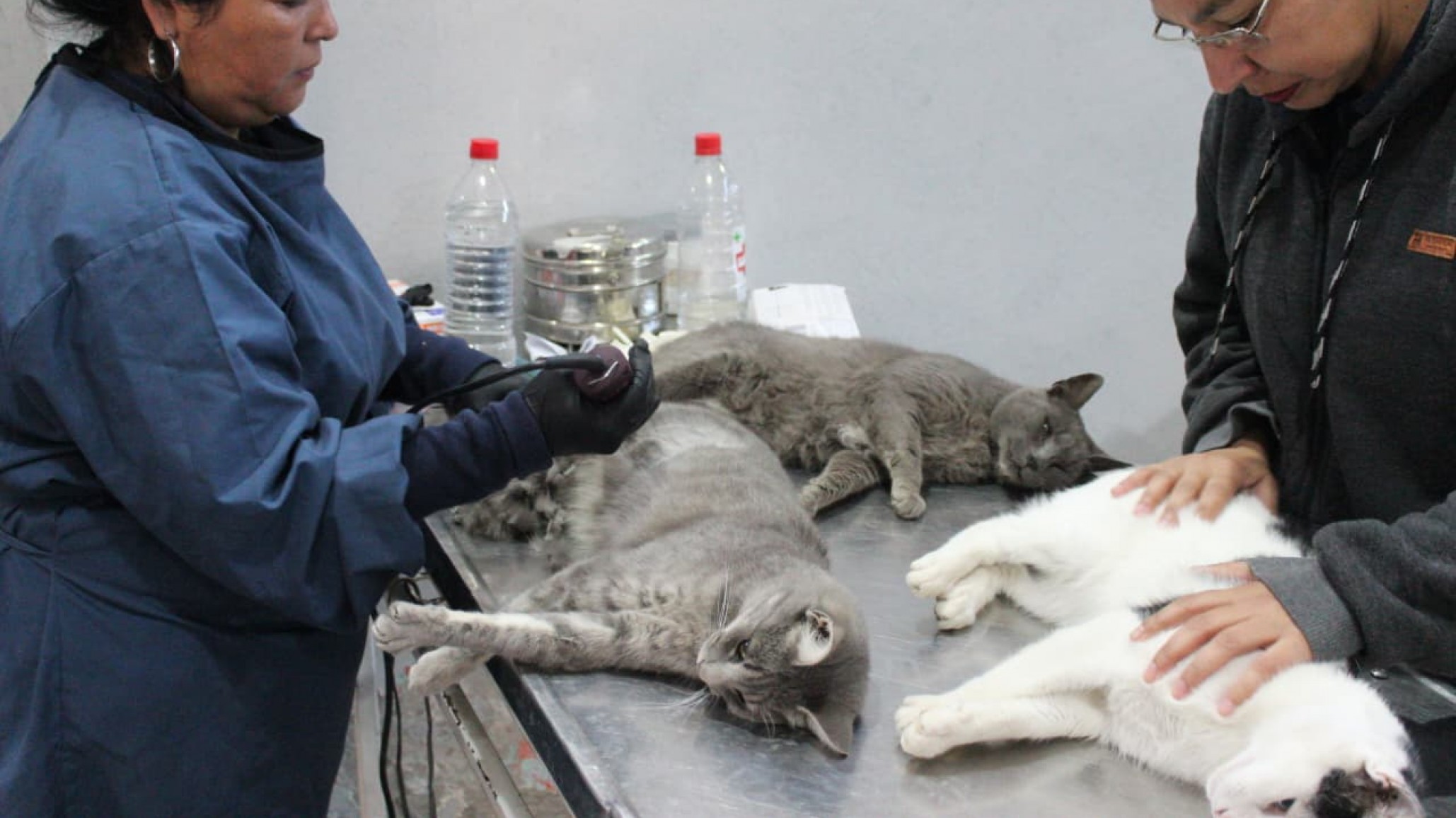 Se concretó un operativo para esterilizar felinos callejeros