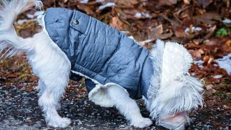 "Salvando Vidas CR" lanzó una colecta urgente de abrigo para animales callejeros