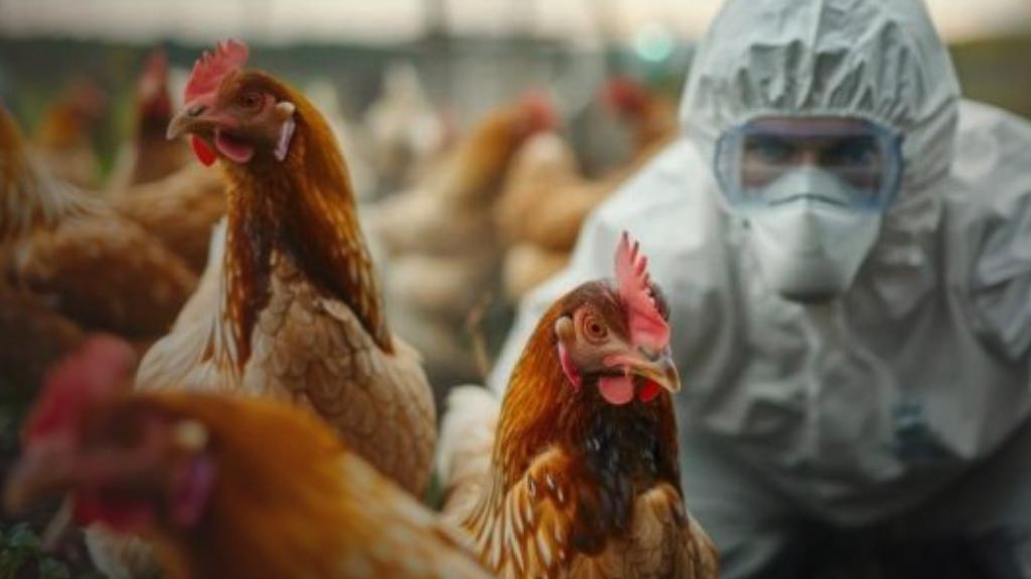 Detectan brotes de gripe aviar en Río Negro y un caso en Tierra del Fuego