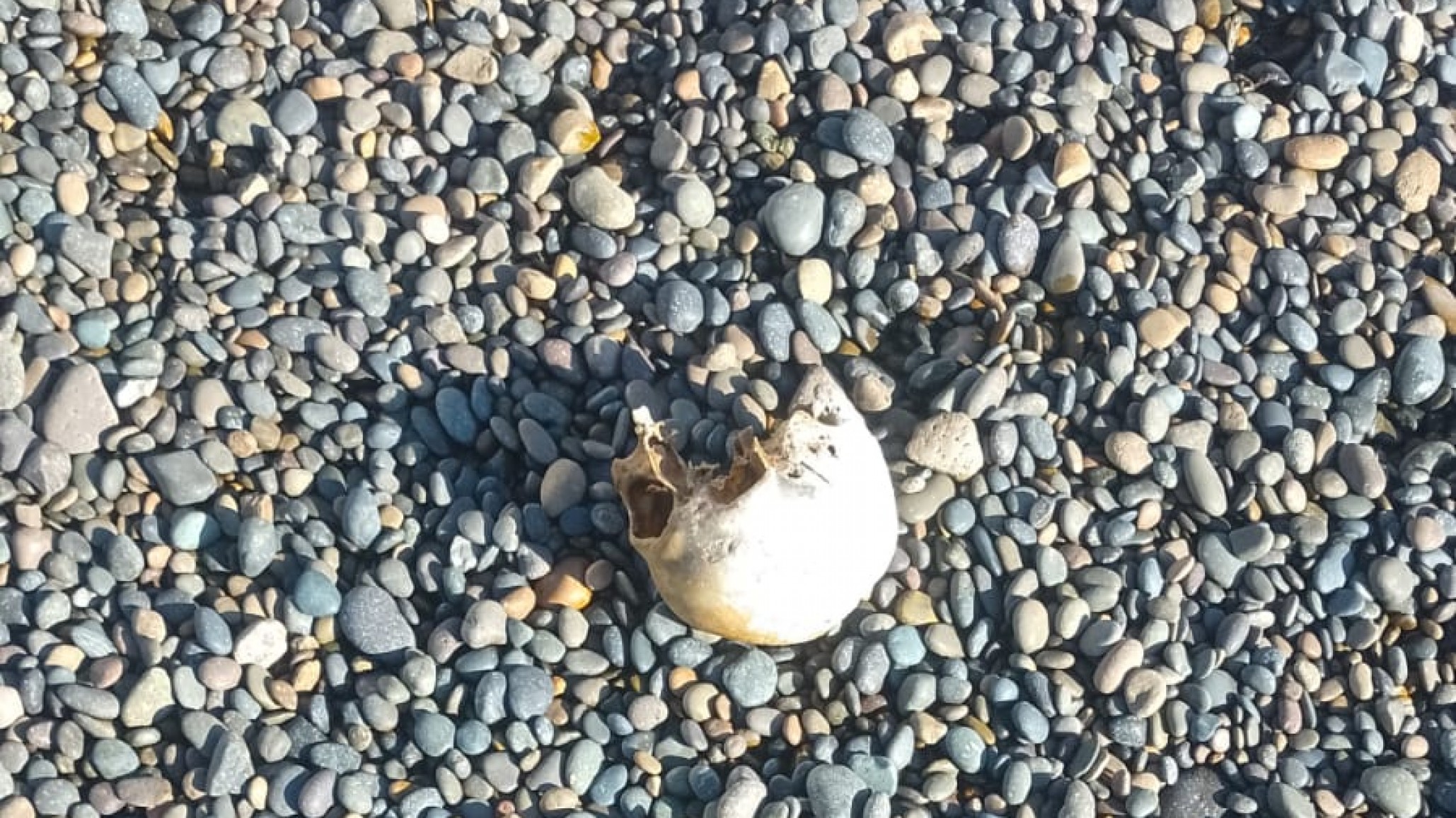 Comodoro: hallaron un cráneo humano en la costanera