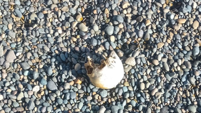 Comodoro: hallaron un cráneo humano en la costanera