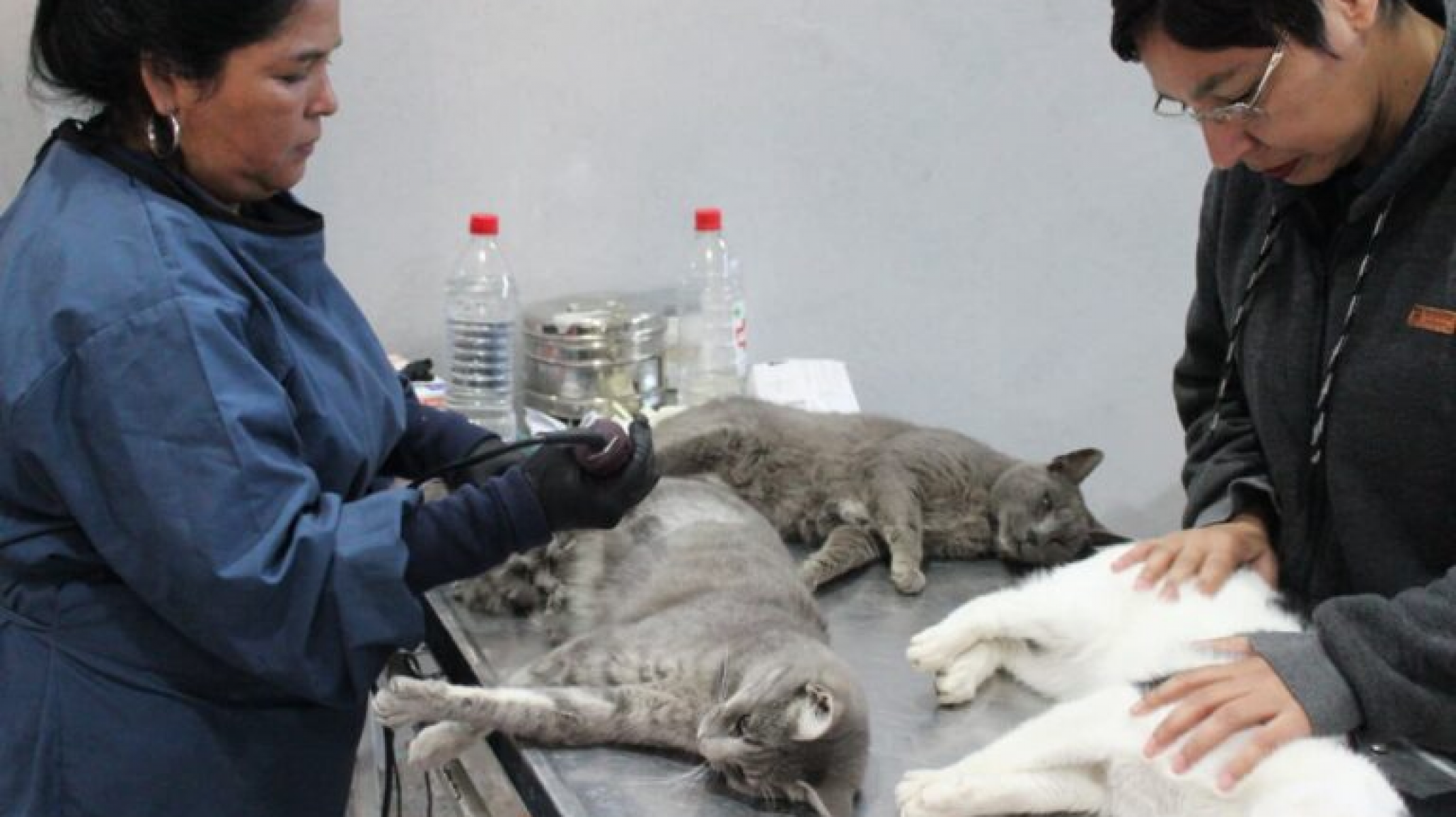 Avanza la esterilización de una colonia de más de 50 gatos callejeros en Km. 8