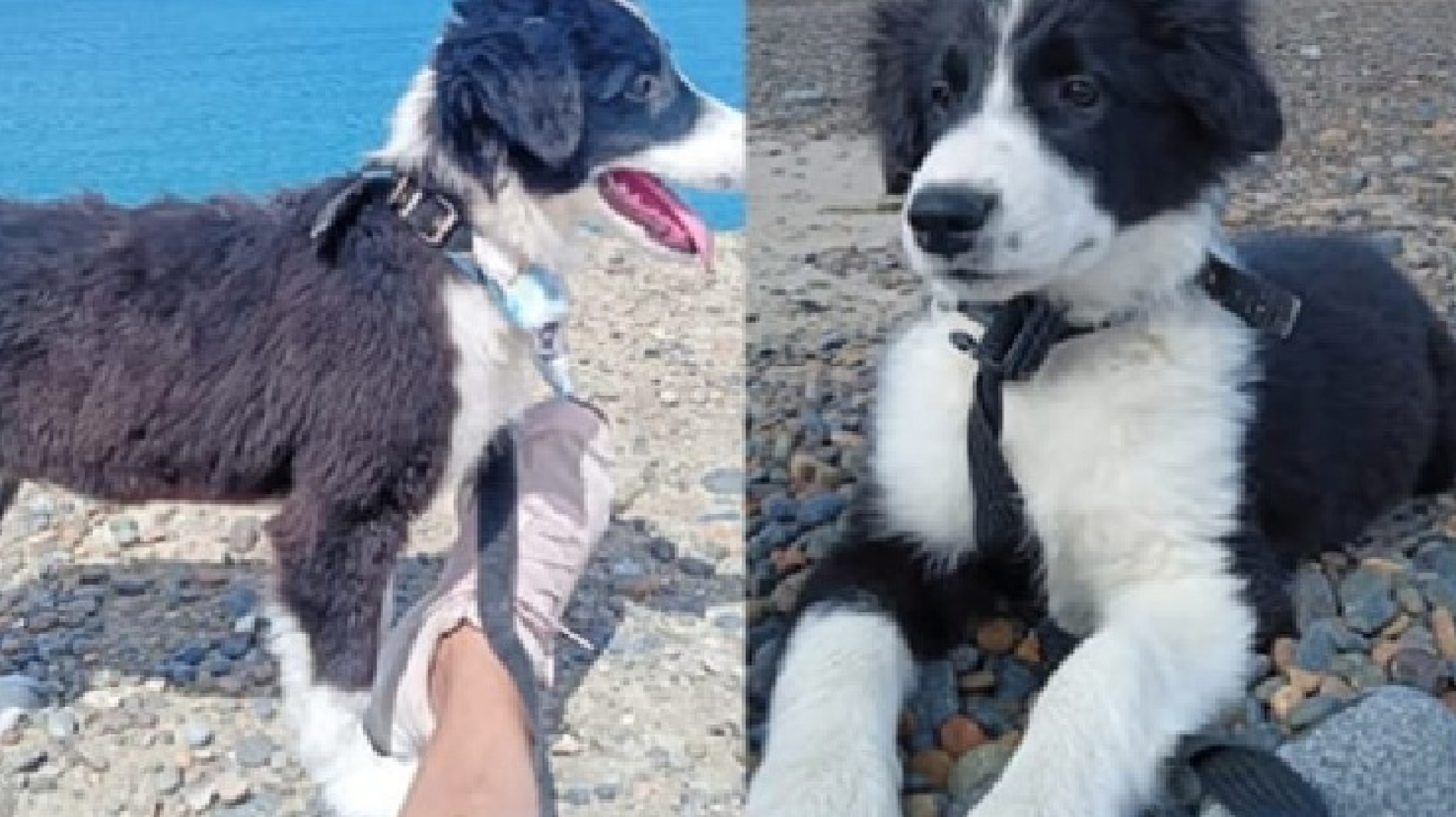 Comodoro: Buscan a Coquito en Km.14 y ofrecen recompensa por su devolución