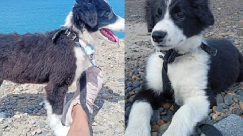 Comodoro: Buscan a Coquito en Km.14 y ofrecen recompensa por su devolución