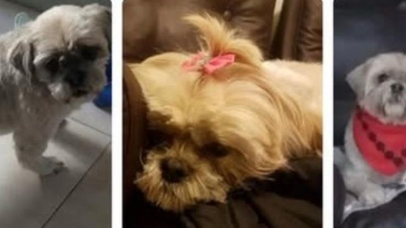 Buscan a "Lola", una perrita perdida en Km. 3: piden ayuda para encontrarla