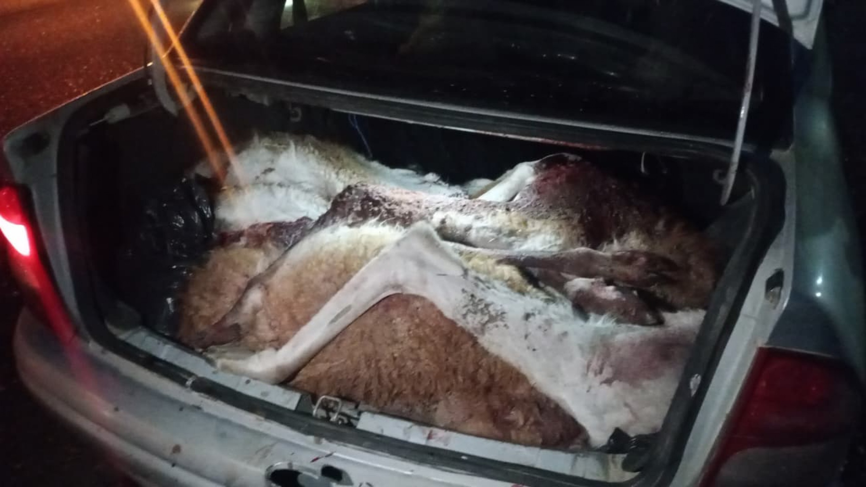 Lo frenaron en un control y llevaba carne de guanaco