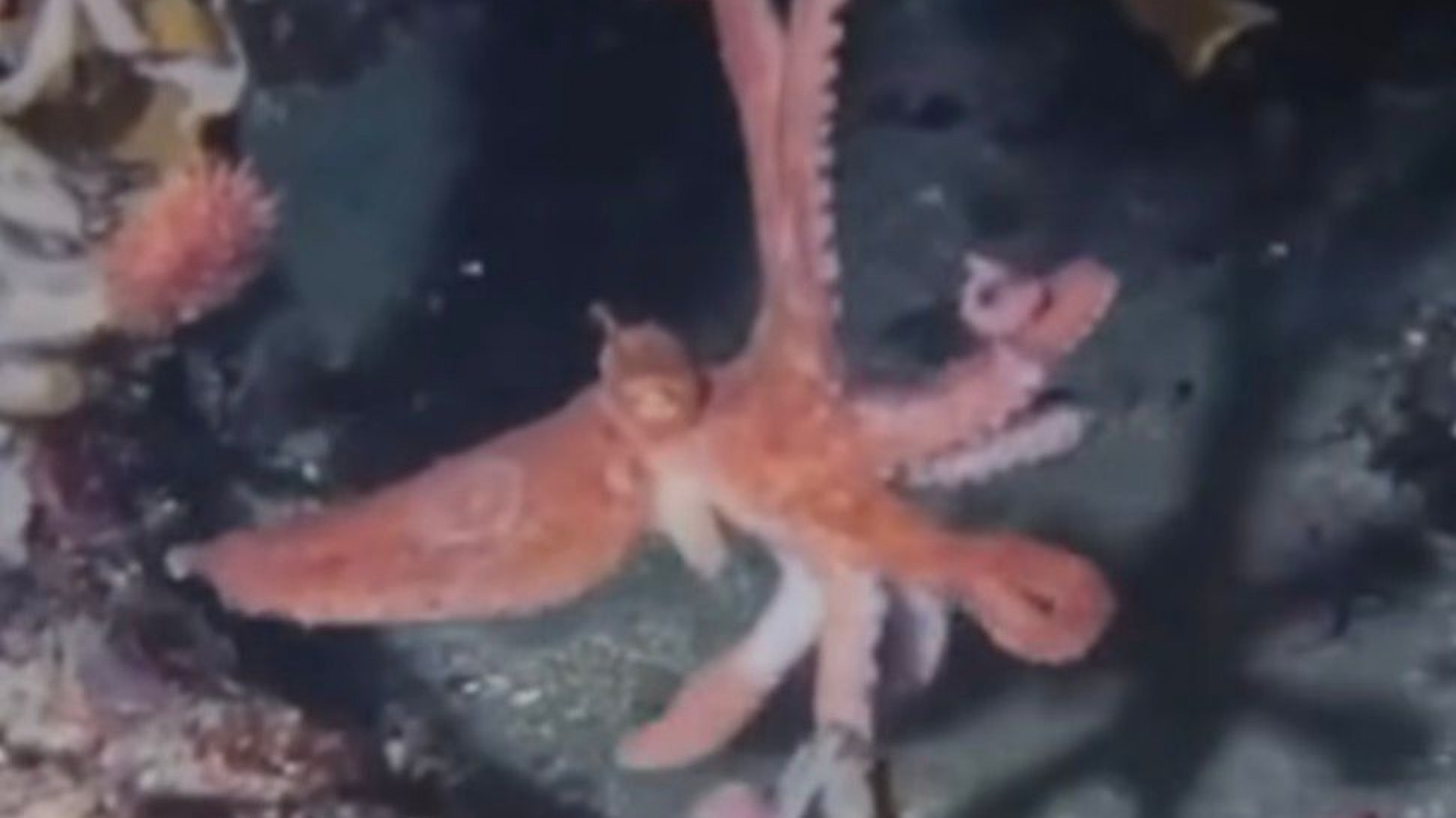 Postales desde el fondo del mar en Comodoro: registran la riqueza de su fauna submarina