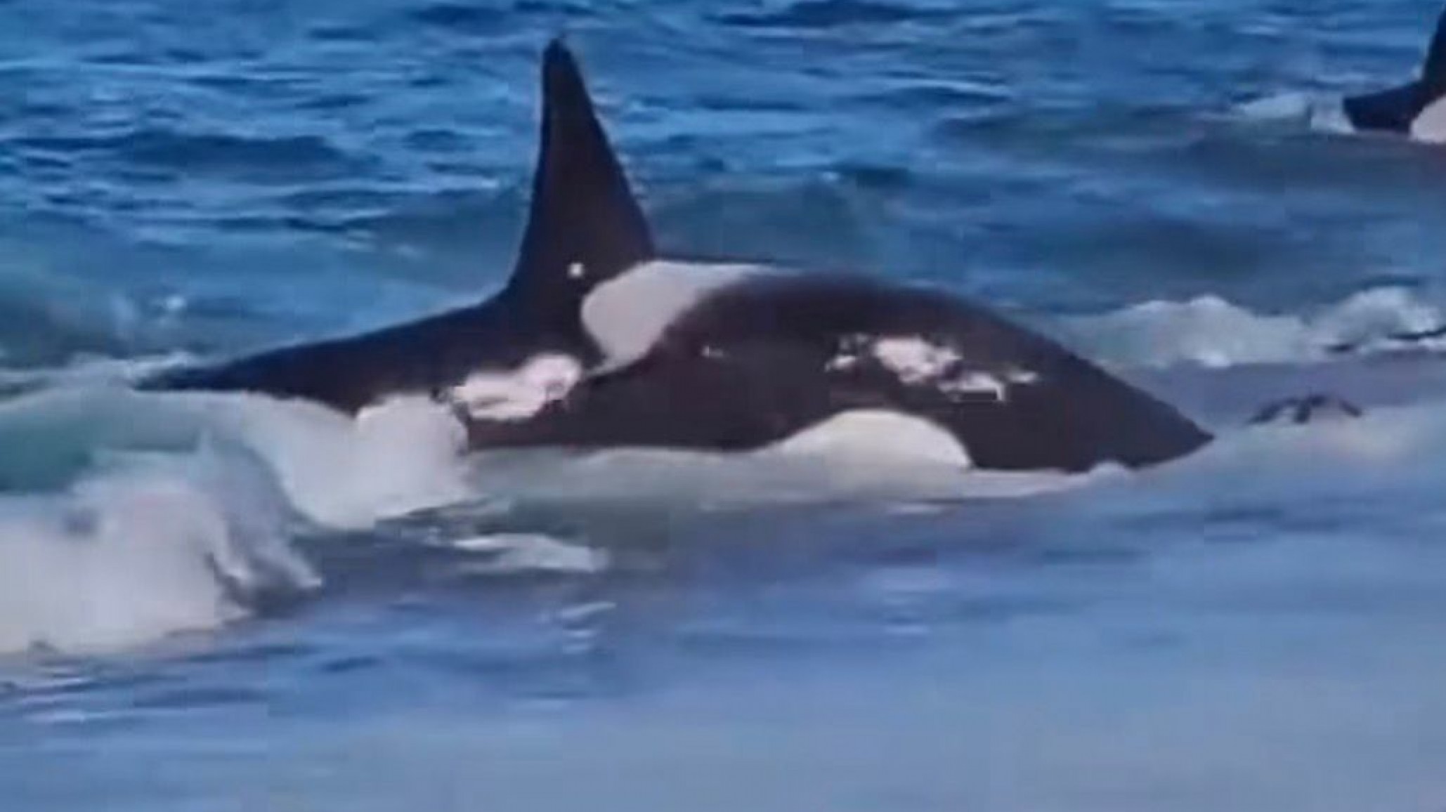 Comenzó la Temporada de Orcas en Chubut con uno de los espectáculos naturales más impactantes
