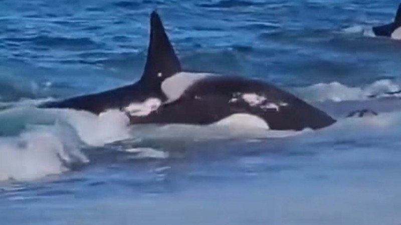 Comenzó la Temporada de Orcas en Chubut con uno de los espectáculos naturales más impactantes