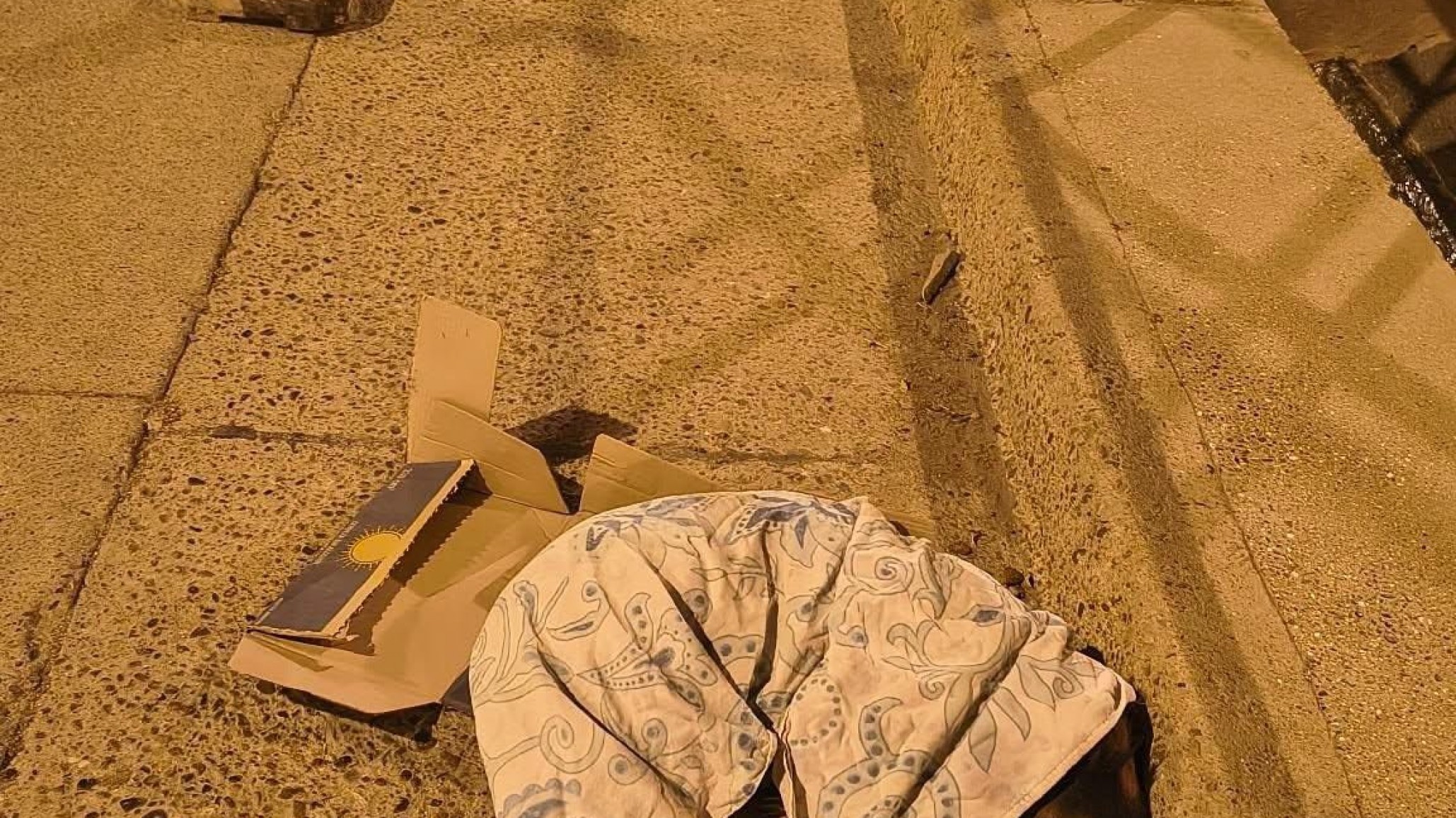 Atropellaron a un perro en Comodoro y piden ayuda urgente para salvarlo