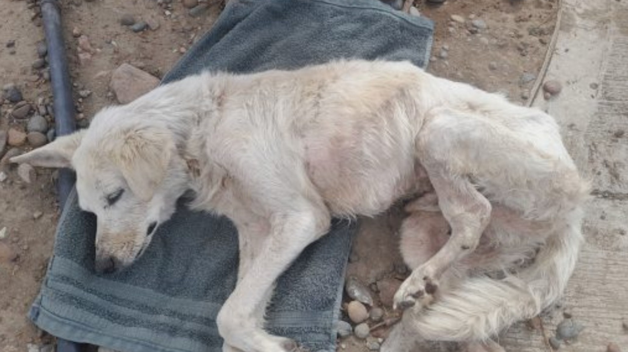 Stella Maris: encontraron a un perro anciano en estado crítico y piden ayuda urgente