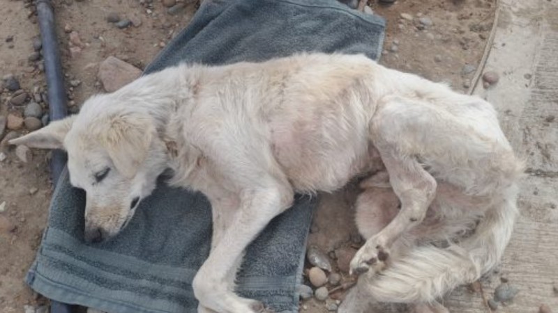 Stella Maris: encontraron a un perro anciano en estado crítico y piden ayuda urgente
