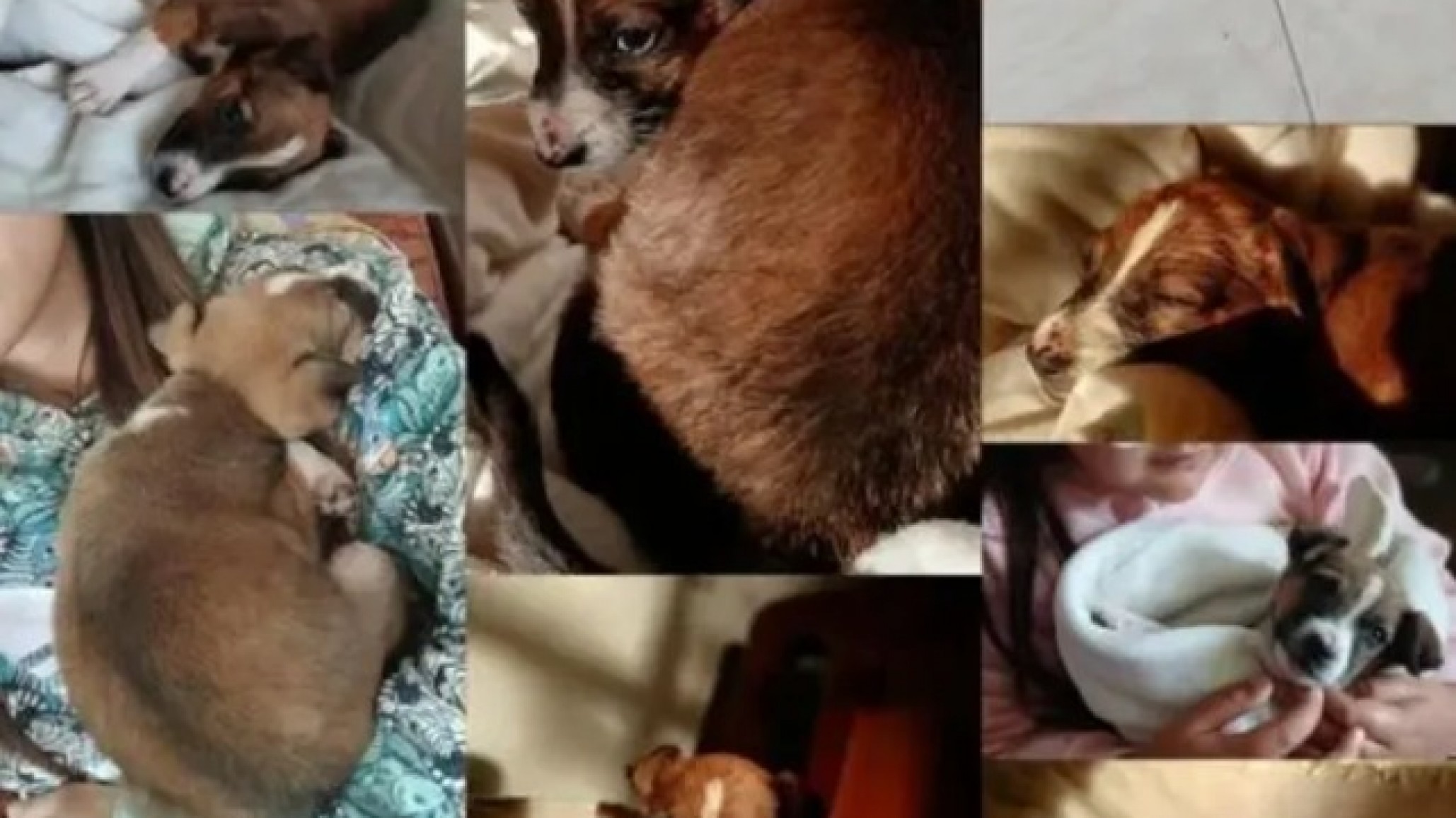 Buscan hogar urgente para una cachorrita abandonada en Km 11