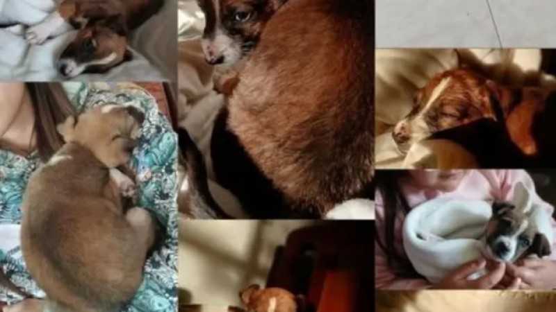 Buscan hogar urgente para una cachorrita abandonada en Km 11