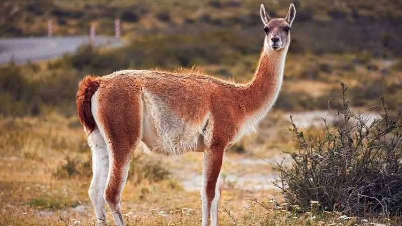 La carne de guanaco ya se vende de forma legal en Las Heras