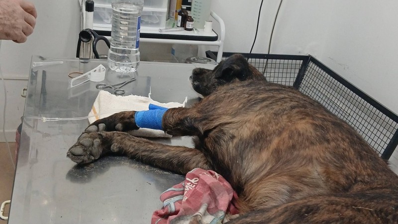 "No puede moverse": el pedido desesperado para salvar a una perrita herida en Comodoro