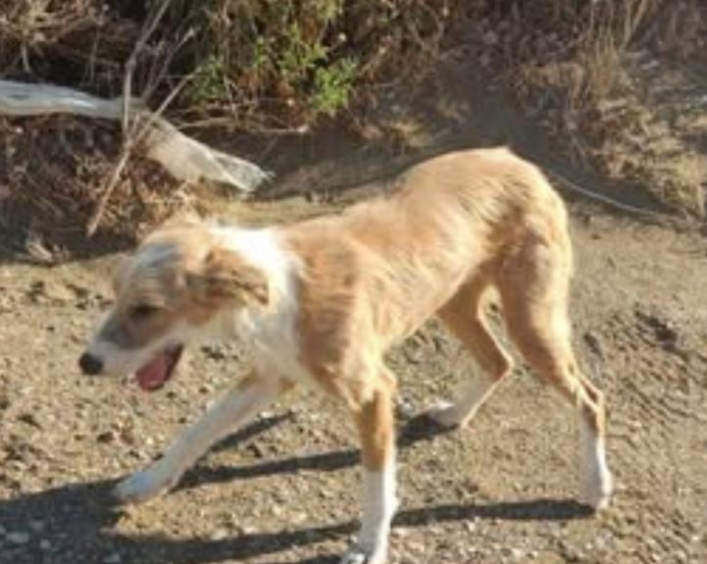 Buscan familia para un perro que vive en la calle en Bella Vista Oeste