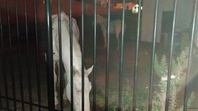 Se llevaron caballos por la fuerza en la vecinal Divina Providencia
