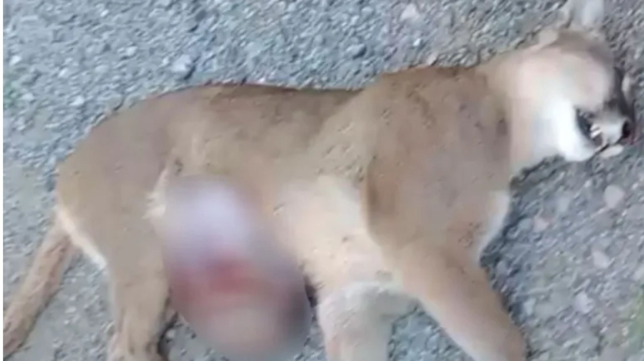 Murió una puma preñada atropellada, buscan al conductor y una cría sobrevivió