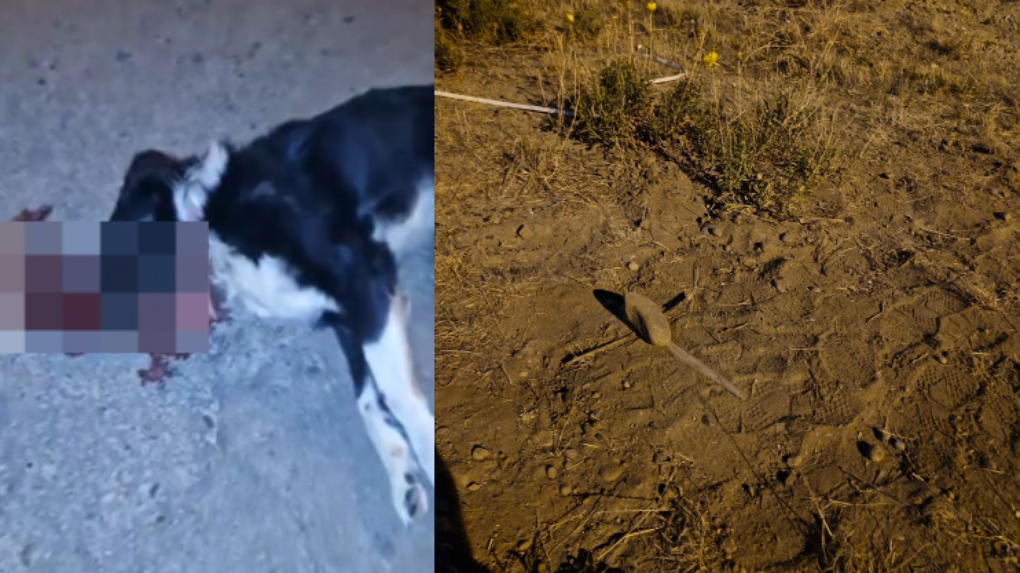 Indignación en Comodoro: atropellaron a un perro en ruta y lo dejaron morir, voluntarios le dieron sepultura